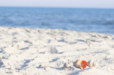 Sahilde deniz kabukları üzerinde odaklanın. yaz tatili