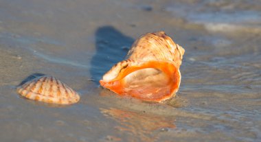 Sahilde deniz kabuğu. Yaz saati
