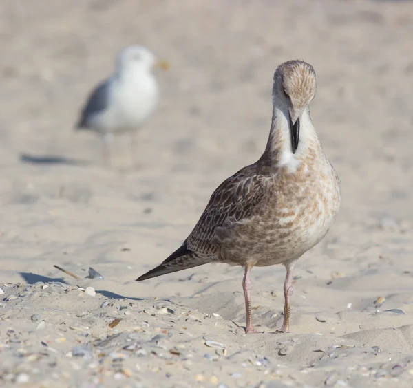 Puffin Sur Plage Pétrel — Photo