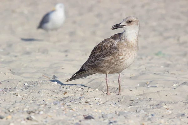 stock image The shearwater bird on the beach. Petrel