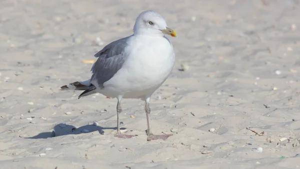 Duża Mewa Plaży Czas Letni — Zdjęcie stockowe