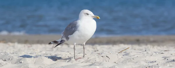 Duża Mewa Plaży Czas Letni — Zdjęcie stockowe