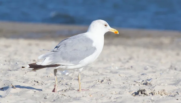 Grosse Mouette Sur Plage Heure Été — Photo