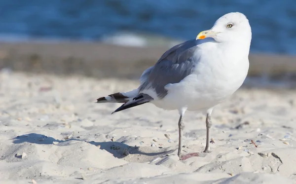 Grosse Mouette Sur Plage Heure Été — Photo