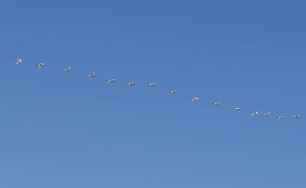 Swans Flying Clear Blue Sky Summer Time — Stock Photo, Image