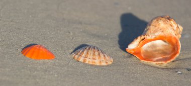 Sahilde deniz kabuğu. Yaz saati