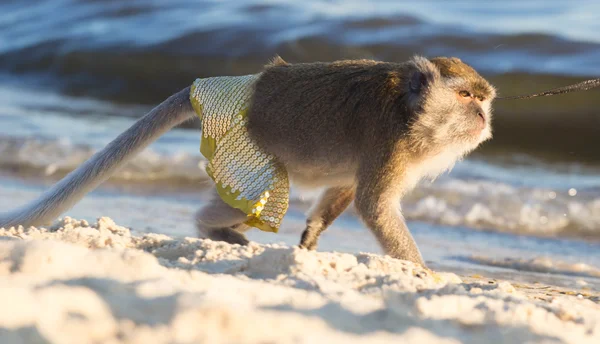 Mono Con Una Correa Playa —  Fotos de Stock