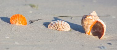 Sahilde deniz kabuğu. Yaz saati