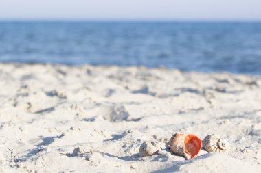 Sahilde deniz kabukları üzerinde odaklanın. yaz tatili