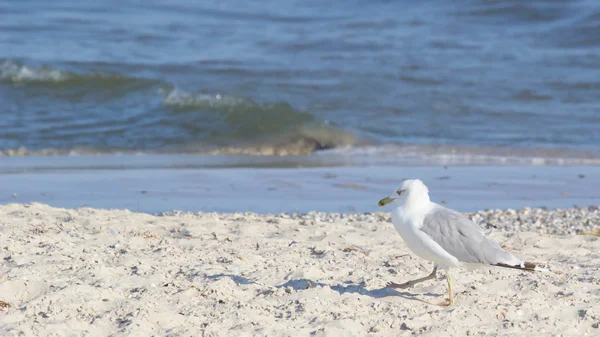 Grote Zeemeeuw Het Strand Zomertijd — Stockfoto