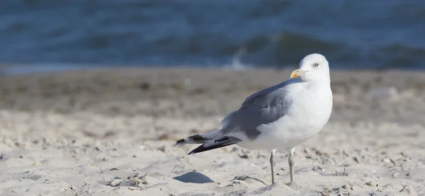 Grosse Mouette Sur Plage Heure Été — Photo