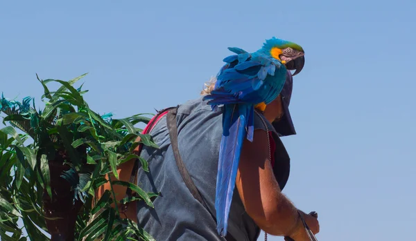 Papagaio Seu Ombro Homem Praia — Fotografia de Stock
