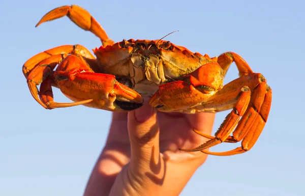 Hands Holding Red Boiled Crab Blue Background — Stock Photo, Image