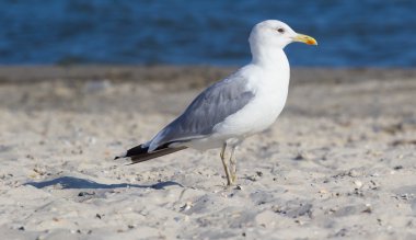 Sahilde büyük martı. Yaz saati