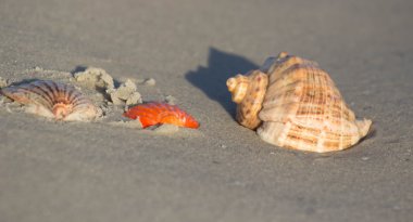 Kumsalda deniz kabuğu