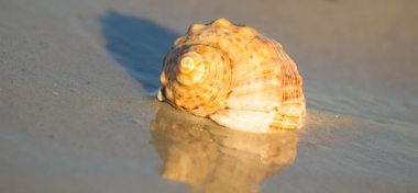 Kumsalda deniz kabuğu