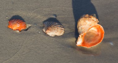 Kumsalda deniz kabuğu