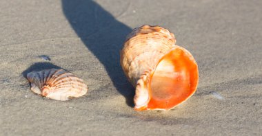 Kumsalda deniz kabuğu