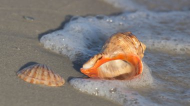 Kumsalda deniz kabuğu