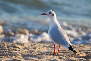 Martı ayakta mavi su.