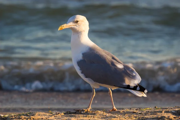 Gaivota em pé perto de água azul . — Fotografia de Stock