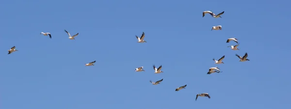 Um bando de pássaros voando no céu azul — Fotografia de Stock