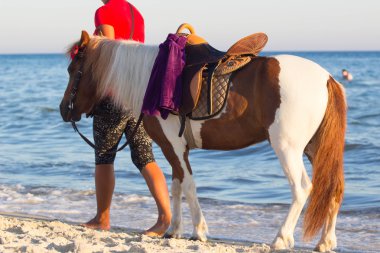 Sevimli kırmızı ve beyaz midilli kumsalda yaz aylarında çalışan