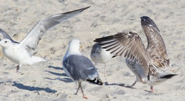 Sahilde büyük martı