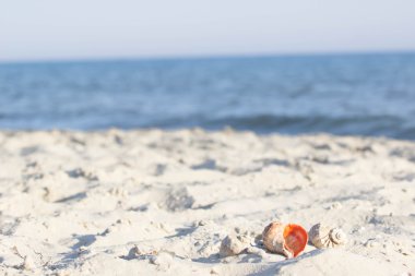 deniz kabuklarını sahilde, odak kabukları