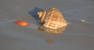 Kumsalda deniz kabuğu