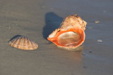 Kumsalda deniz kabuğu