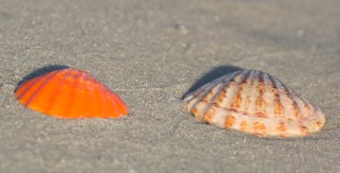 Kumsalda deniz kabuğu