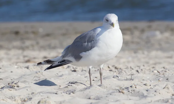 Grande gaivota na praia — Fotografia de Stock