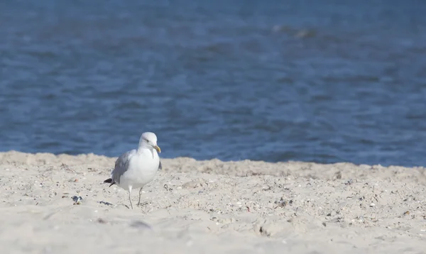 Grande gaivota na praia — Fotografia de Stock