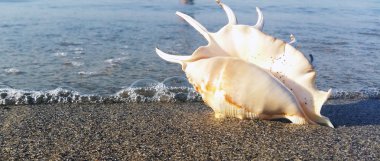 arka plan olarak kum ile sahilde deniz kabuğu