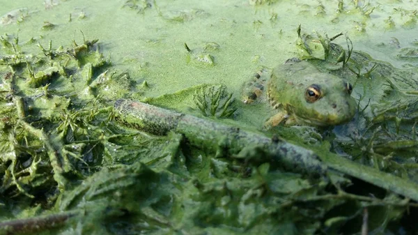 Animal World Frog Swamp Looking Clouse — Stock Photo, Image