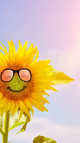 Schöne Sonnenblume mit Sonnenbrille auf einer Wiese. Hallo Sommer — Stockfoto