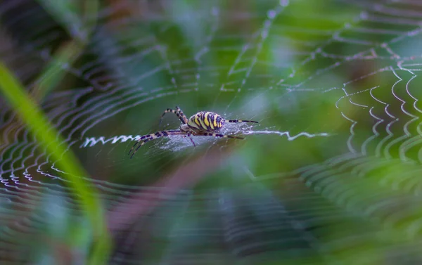 Μαύρη και κίτρινη αράχνη κήπου στο διαδίκτυο. — Φωτογραφία Αρχείου