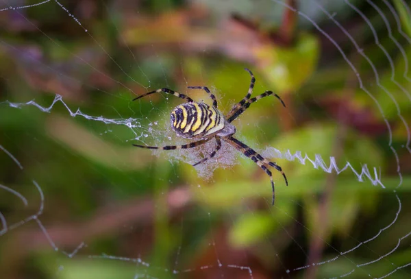 거미집에 있는 검은색과 노란색의 정원 거미. — 스톡 사진