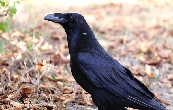 Большой чёрный ворон — стоковое фото