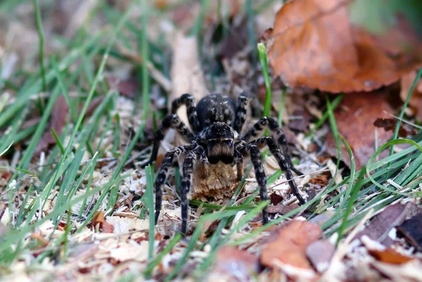 Araña tarántula con ojos grandes — Foto de Stock