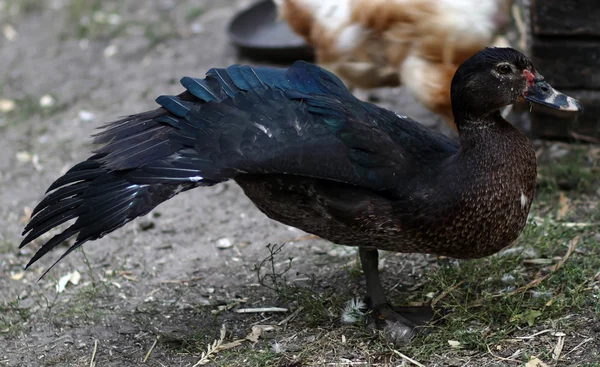 Bkack canard debout sur une jambe — Photo