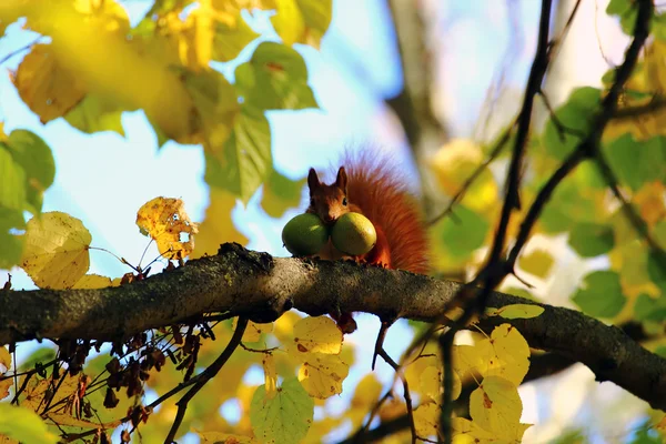 Rotes Eichhörnchen mit Nüssen im Mund — Stockfoto