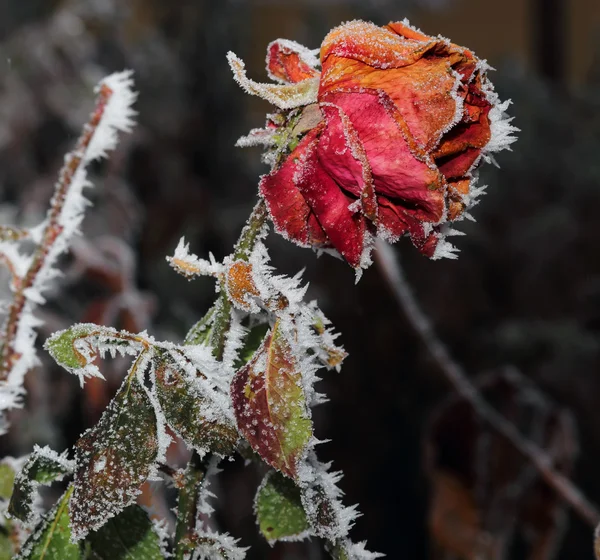 Rose couverte de givre — Photo