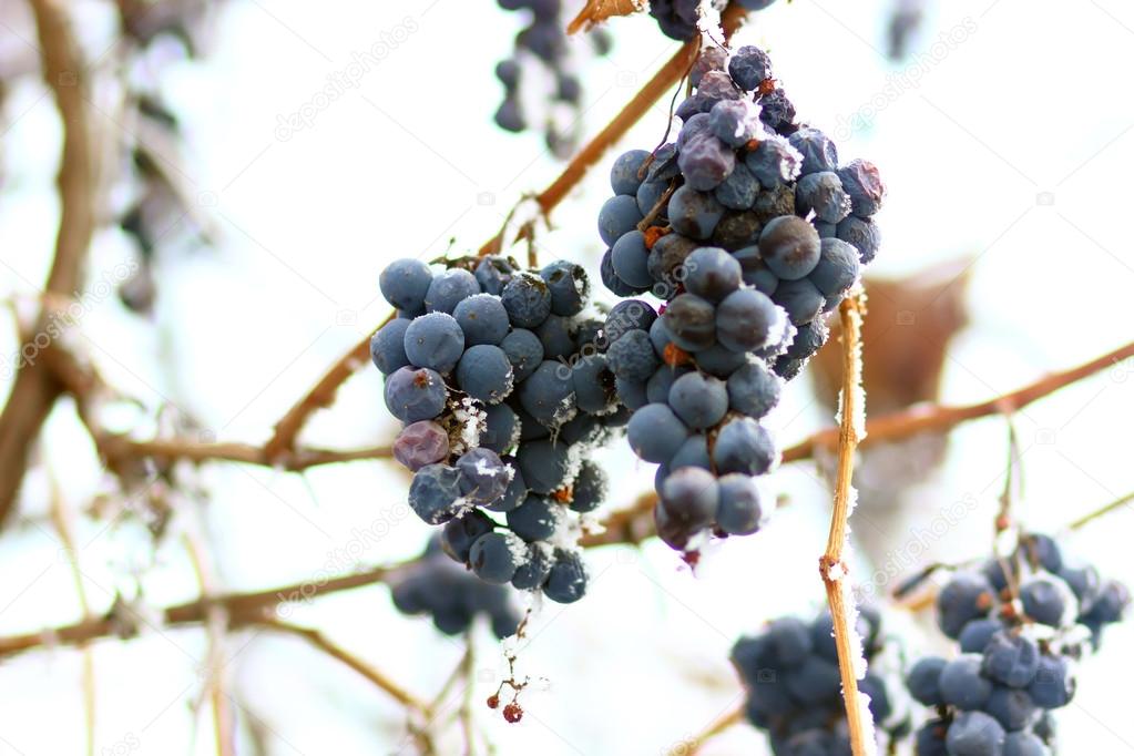 Grapes in the frost