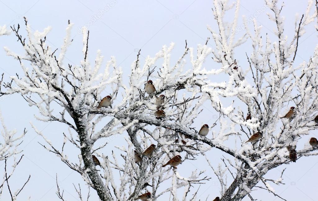 Flock of Sparrows in winter