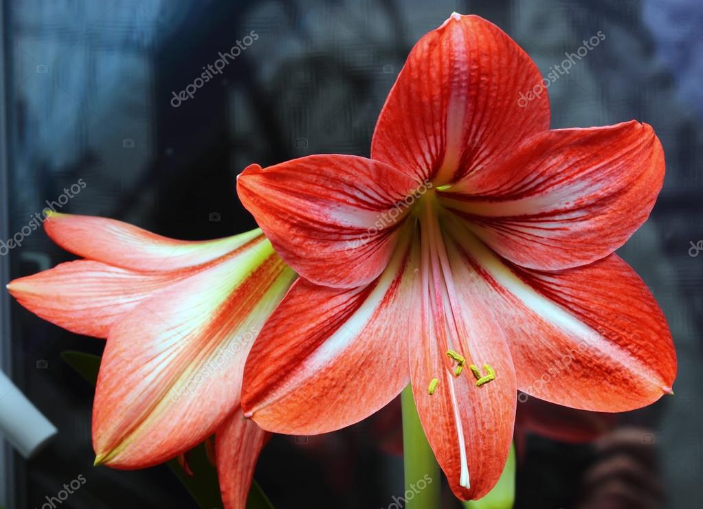 Red lily Stock Photo by ©scherbinator 61236561