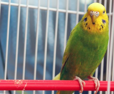 papağan kafeste oturan