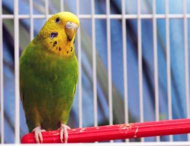 papağan kafeste oturan