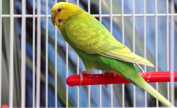 Green parrot in a cage — Stock Photo, Image